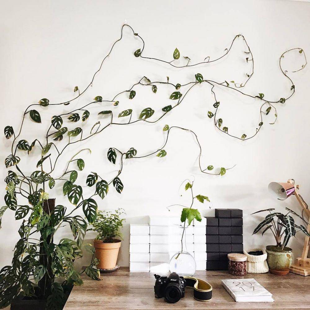 Dekor Rumah dengan Tanaman Janda Bolong (instagram.com/charlotteamberlouise)