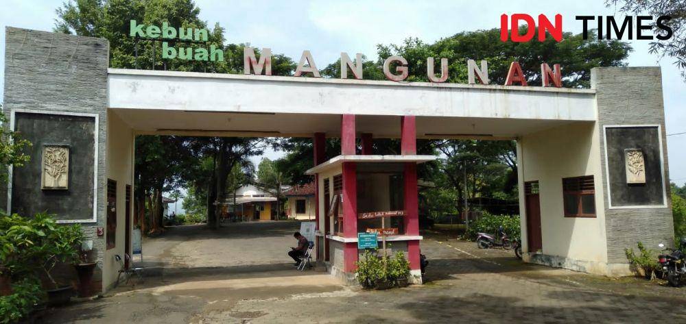 Objek wisata kebun buah Mangunan. (IDN Times/Daruwaskita)