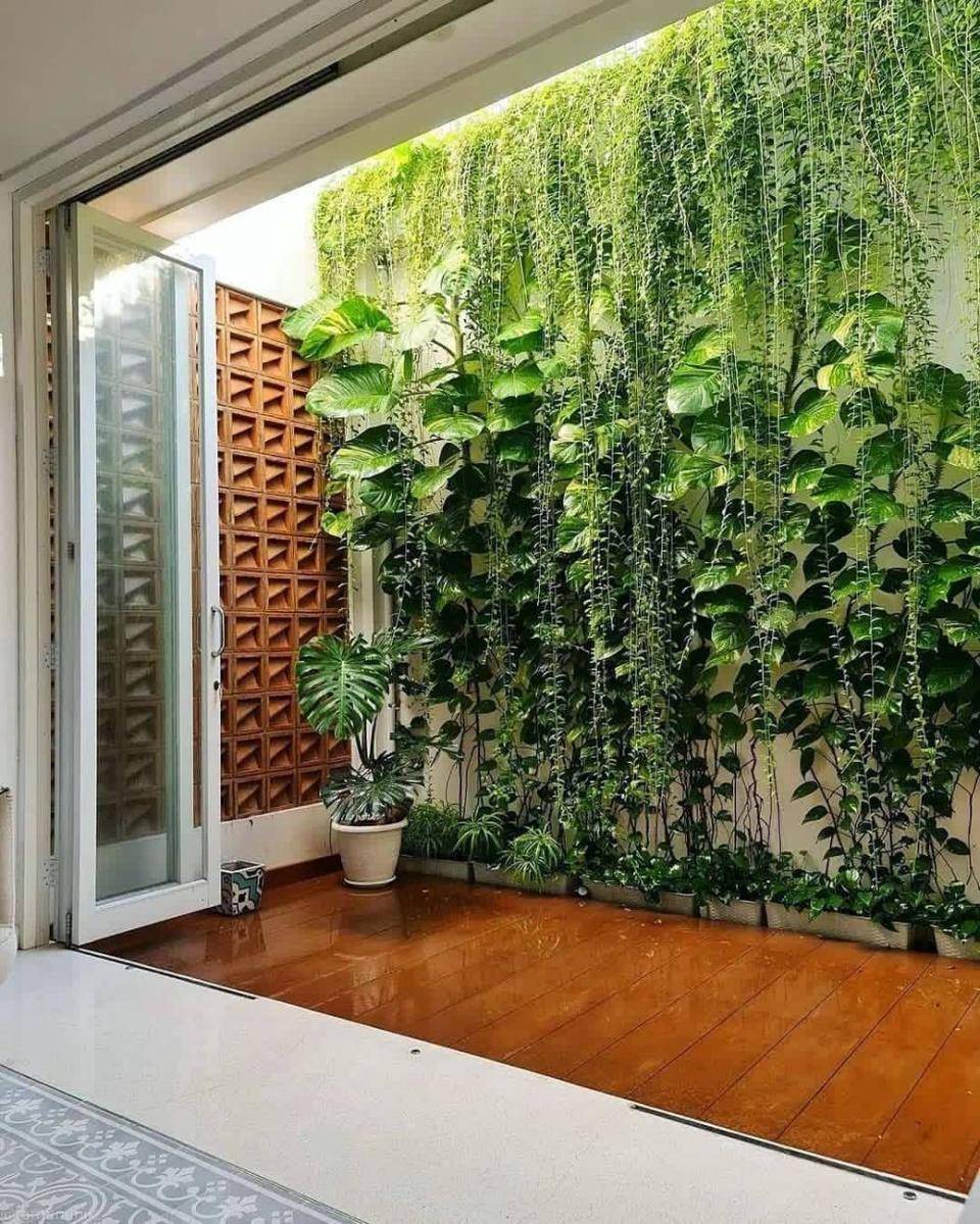 Dekor Rumah dengan Tanaman Janda Bolong (instagram.com/mygreenheaven_)