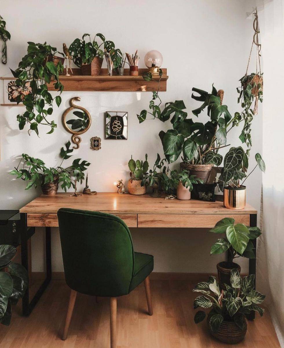 Dekor Rumah dengan Tanaman Janda Bolong (pexels.com/saskiatabea)