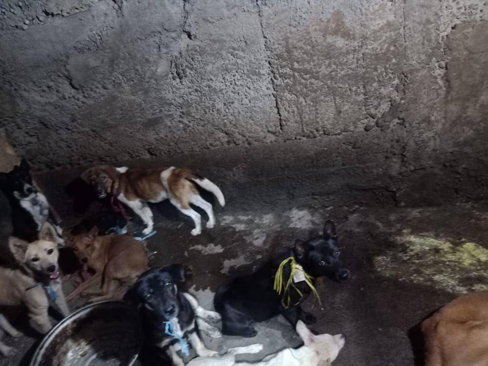 Hewan Anjing yang berada di lokasi Jagal di Blitar. IDN Times/ dok Humas Polres Blitar