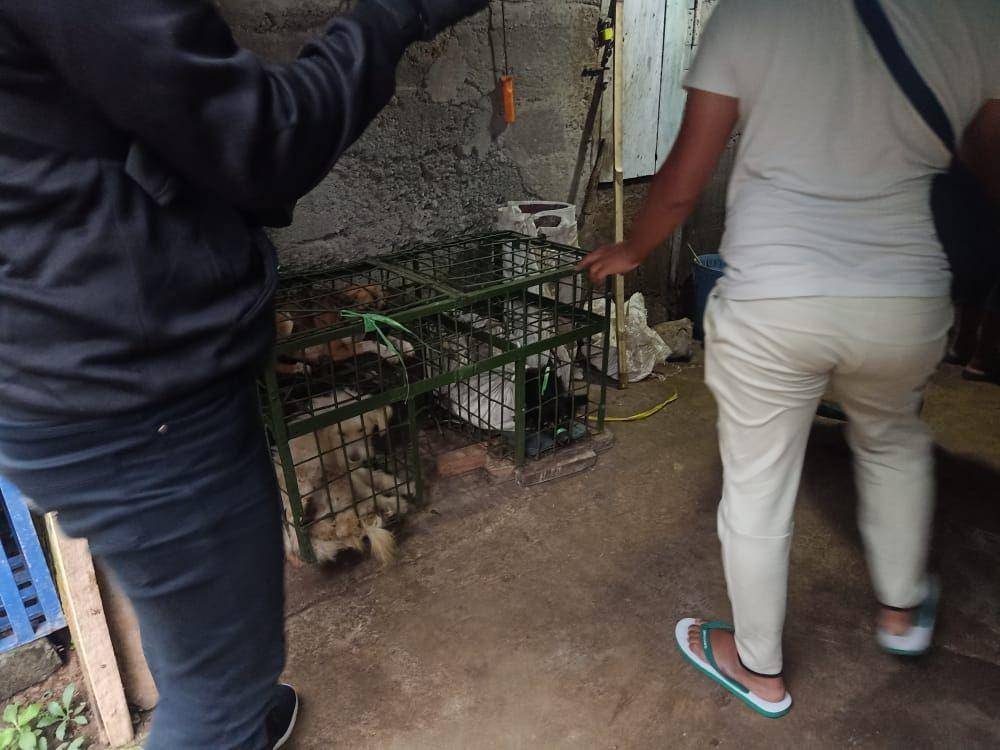 Hewan Anjing yang berada di lokasi Jagal di Blitar. IDN Times/ dok Humas Polres Blitar