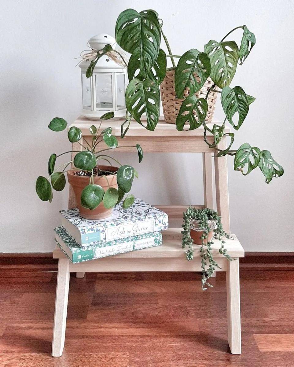 Dekor Rumah dengan Tanaman Janda Bolong (instagram.com/yesillibiev)