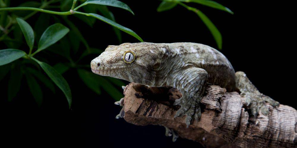 Tokek raksasa kaledonia merupakan salah satu spesies tokek partenogenesis. (dok. Smithsonian's National Zoo and Conservation Biology Institute)