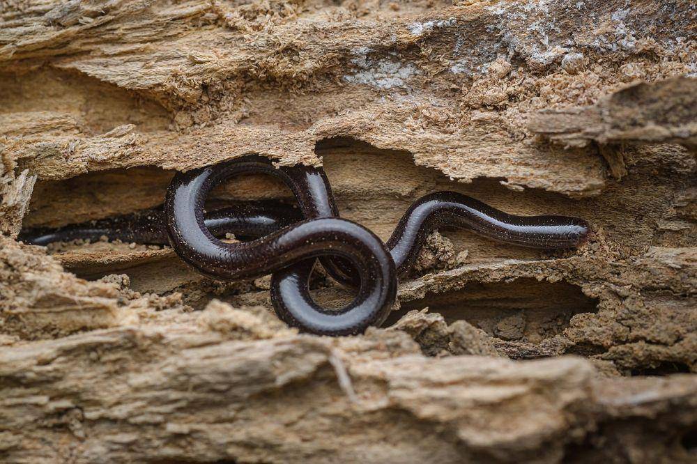 Brahminy blindsnake adalah spesies ular tak berbisa yang mampu bereproduksi tanpa kehadiran pejantan. (commons.wikimedia.org/Thai National Parks)