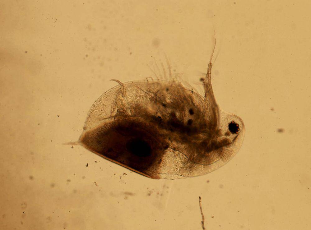 Daphnia pulex menjadi salah satu spesies kutu air yang sanggup berketurunan tanpa kehadiran lawan jenis. (commons.wikimedia.org/Daniel J. Drew)