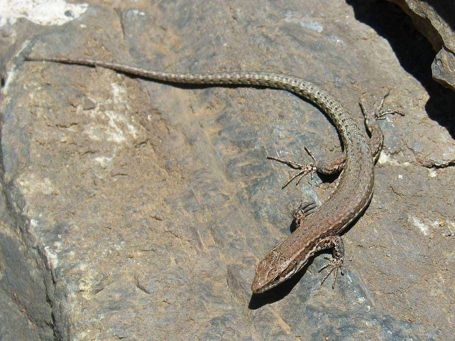 Kadal meksiko merupakan spesies reptil yang umum dianggap mampu bereproduksi secara mandiri. (pxfuel.com)