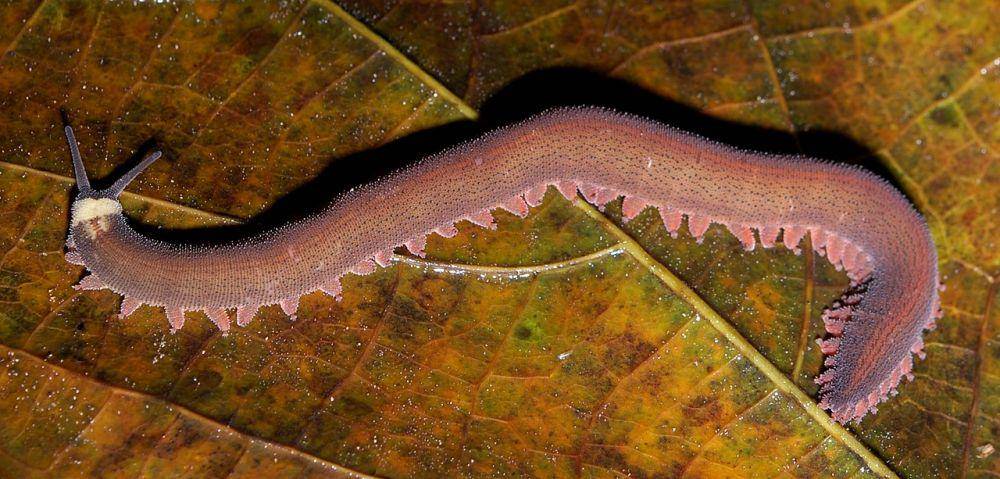Beberapa jenis cacing beludru diketahui mampu memiliki keturunan tanpa sel sperma jantan. (commons.wikimedia.org/Geoff Gallice)