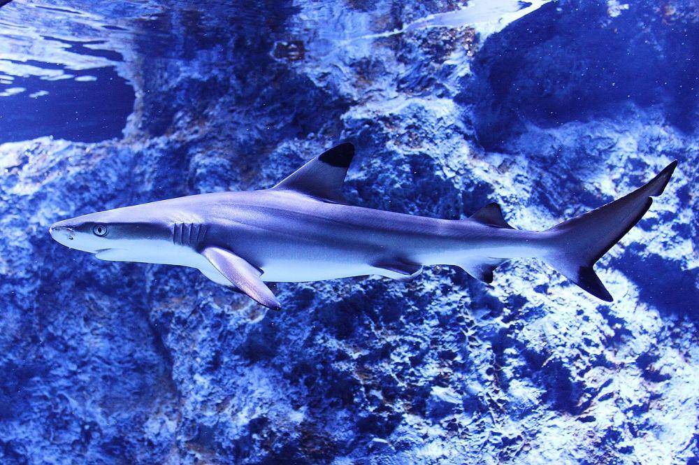 Spesies blacktip shark mampu bereproduksi secara mandiri. (commons.wikimedia.org/Kakidai)