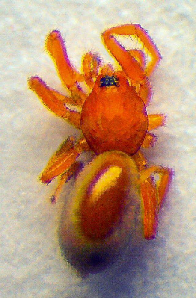 Laba-laba mungil yang tergolong dalam Oonopidae ini menjadi spesies khusus yang mampu melakukan reproduksi tanpa pejantan. (commons.wikimedia.org/Zoologische Staatssammlung Munchen)