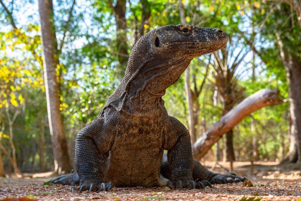 Komodo memiliki sistem reproduksi partenogenesis yang unik. (pexels.com/Dimitri Dim)