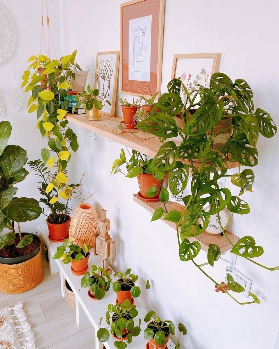 Dekor Rumah dengan Tanaman Janda Bolong (instagram.com/iconjanehome)