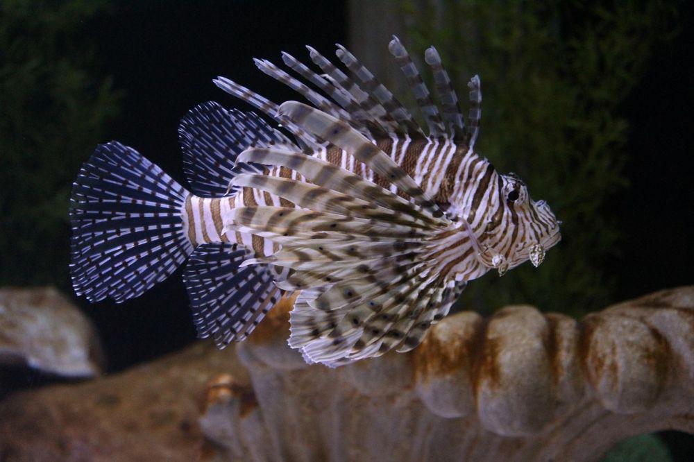 5 Fakta Ikan Singa, Awas Terkena Sirip Berbisanya!