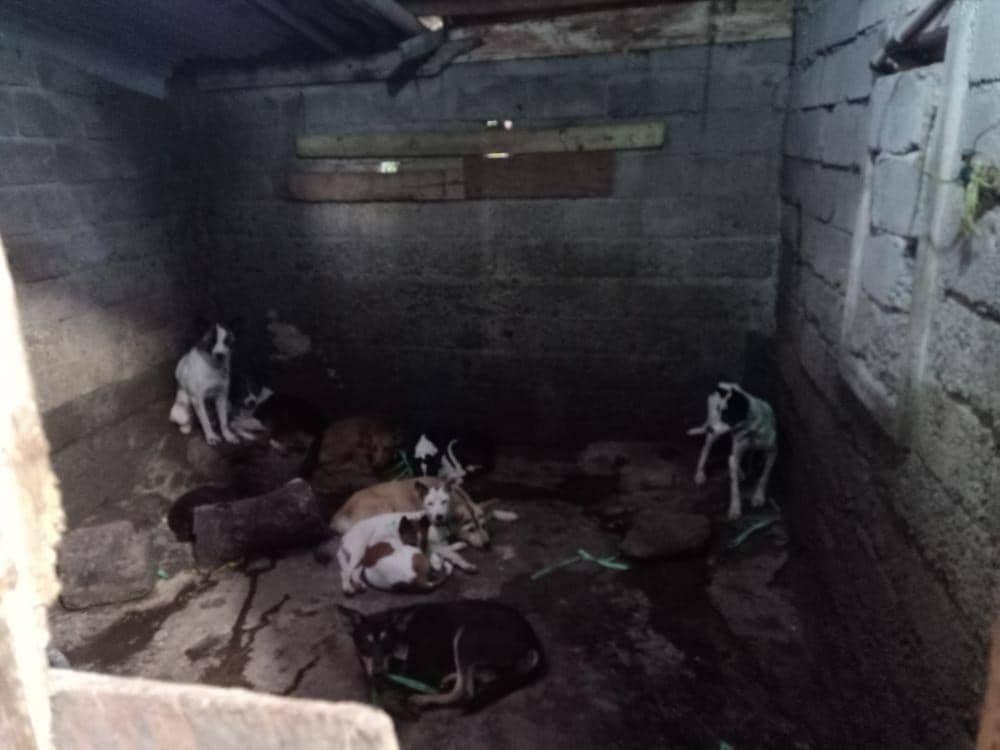 Aktivitas Jagal Anjing di Blitar, 5 Orang Diperiksa Polisi