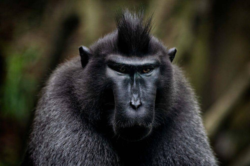 Monyet hitam sulawesi punya visual menarik karena memiliki jambul. (pixabay.com/jonleong64)