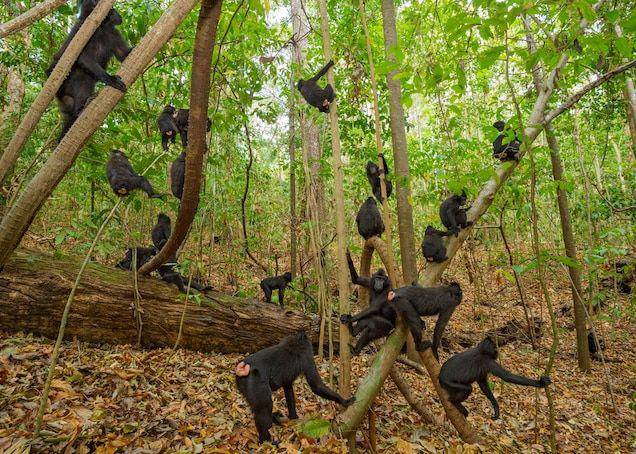 Sekelompok monyet hitam sulawesi di alam bebas. (nationalgeographic.com/Stefano Unterthiner)
