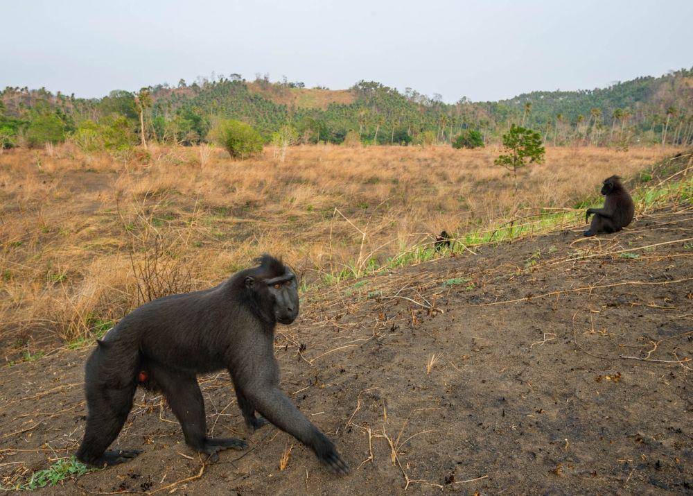monyet hitam sulawesi (nationalgeographic.com/Stefano Unterthiner)