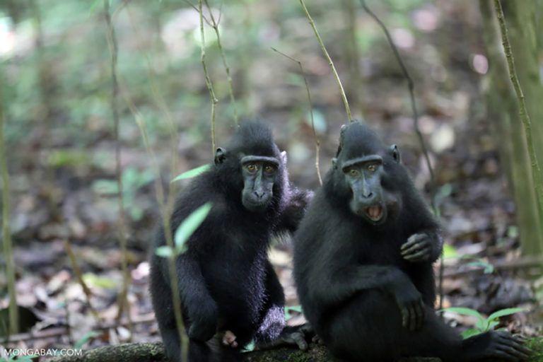 5 Fakta Monyet Hitam Sulawesi, Primata Endemik Indonesia