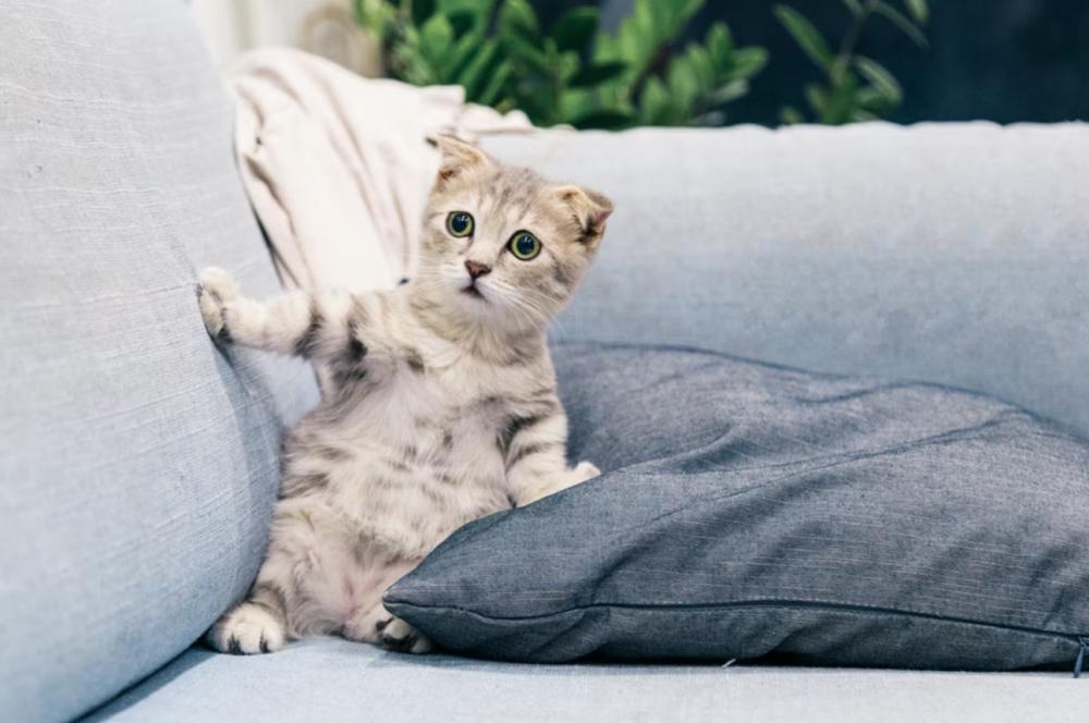 Apakah Kucing Bisa Down Syndrome? Ini Penjelasannya