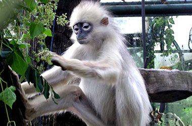 ilustrasi simpai (ragunanzoo.jakarta.go.id)