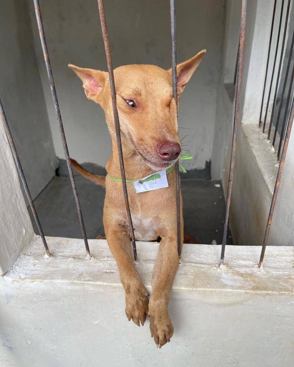 Salah satu Anjing yang diselamatkan dari rumah jagal Blitar. facebook.com/ animal hope shelter
