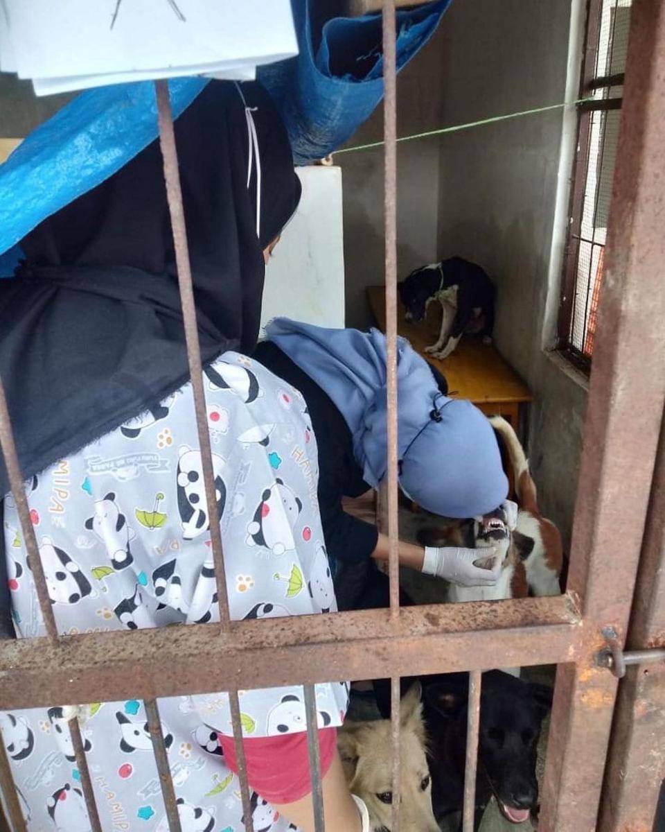 Tim medis sedang memeriksa kesehatan salah satu Anjing. faccebook.com/ Animal Hope Shleter
