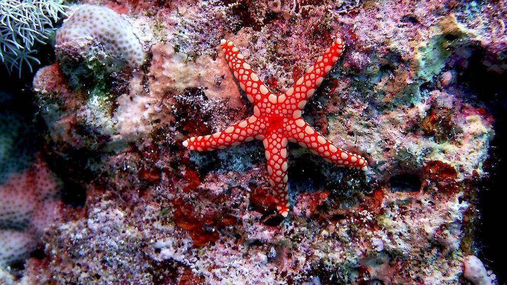 ilustrasi bintang laut (unsplash.com/geoff trodd)