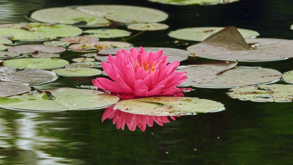 [PUISI] Terjebak Kolam Romansa