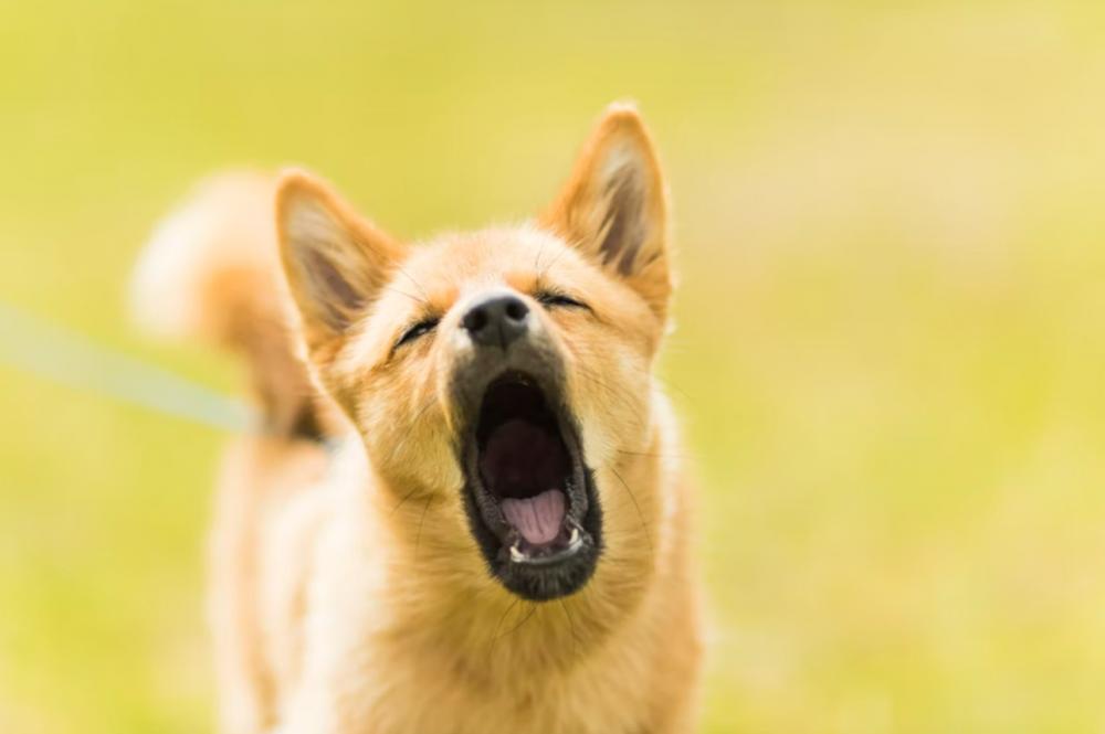 7 Alasan Anjing Menggonggong, Ketahui Tiap Perbedaannya