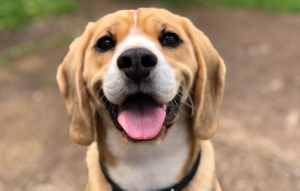 Kenapa Anjing Terengah-engah? Ini Penjelasannya!