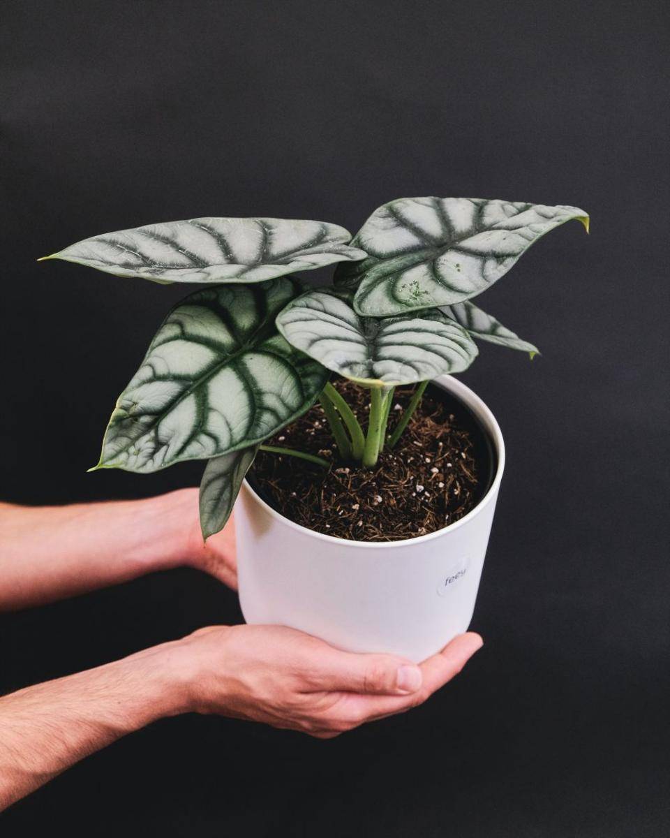 ilustrasi alokasia (unsplash.com/@feeypflanzen)