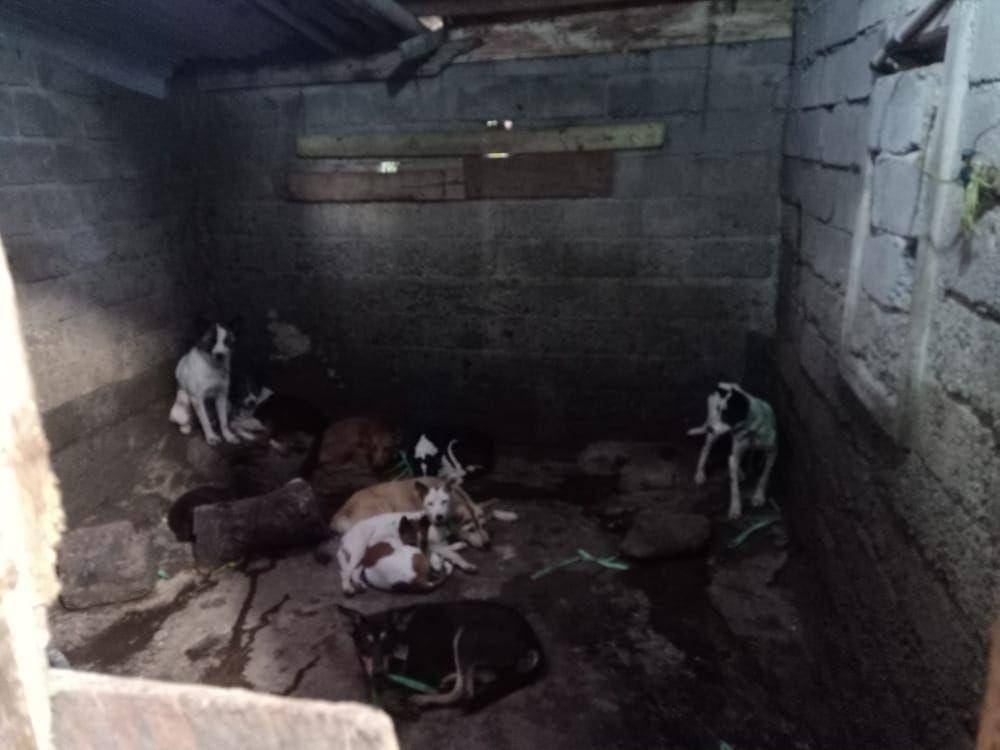 Kondisi Anjing saat disekap di rumah jagal. IDN Times/ dok Polres Blitar