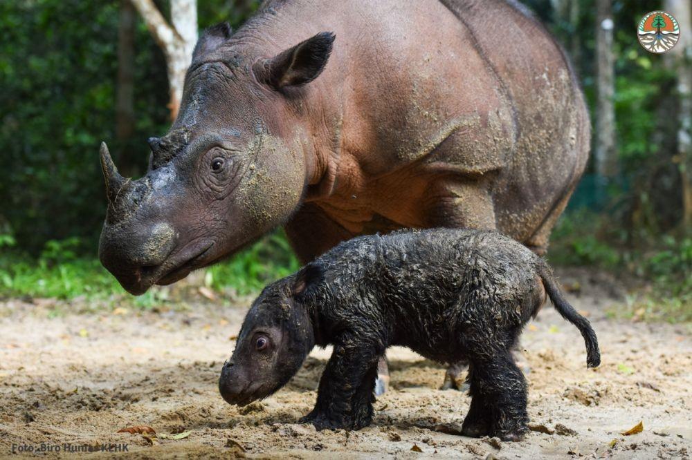 Badak Sumatra Lahir di Taman Nasional Way Kambas dari Ibu Bernama Rosa