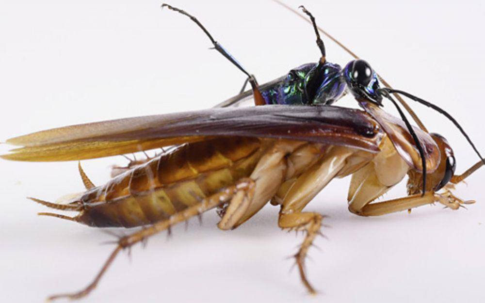 ilustrasi jewel wasp dan kecoak (livescience.com/Catania Lab, Vanderbilt University