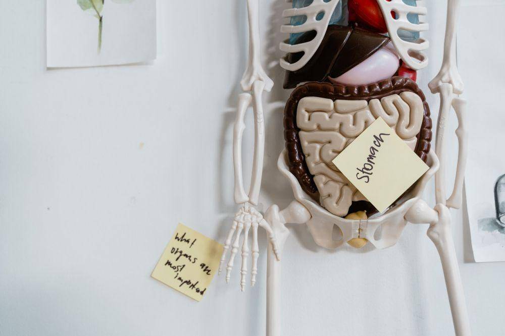 ilustrasi organ tubuh (pexels.com/MART PRODUCTION)