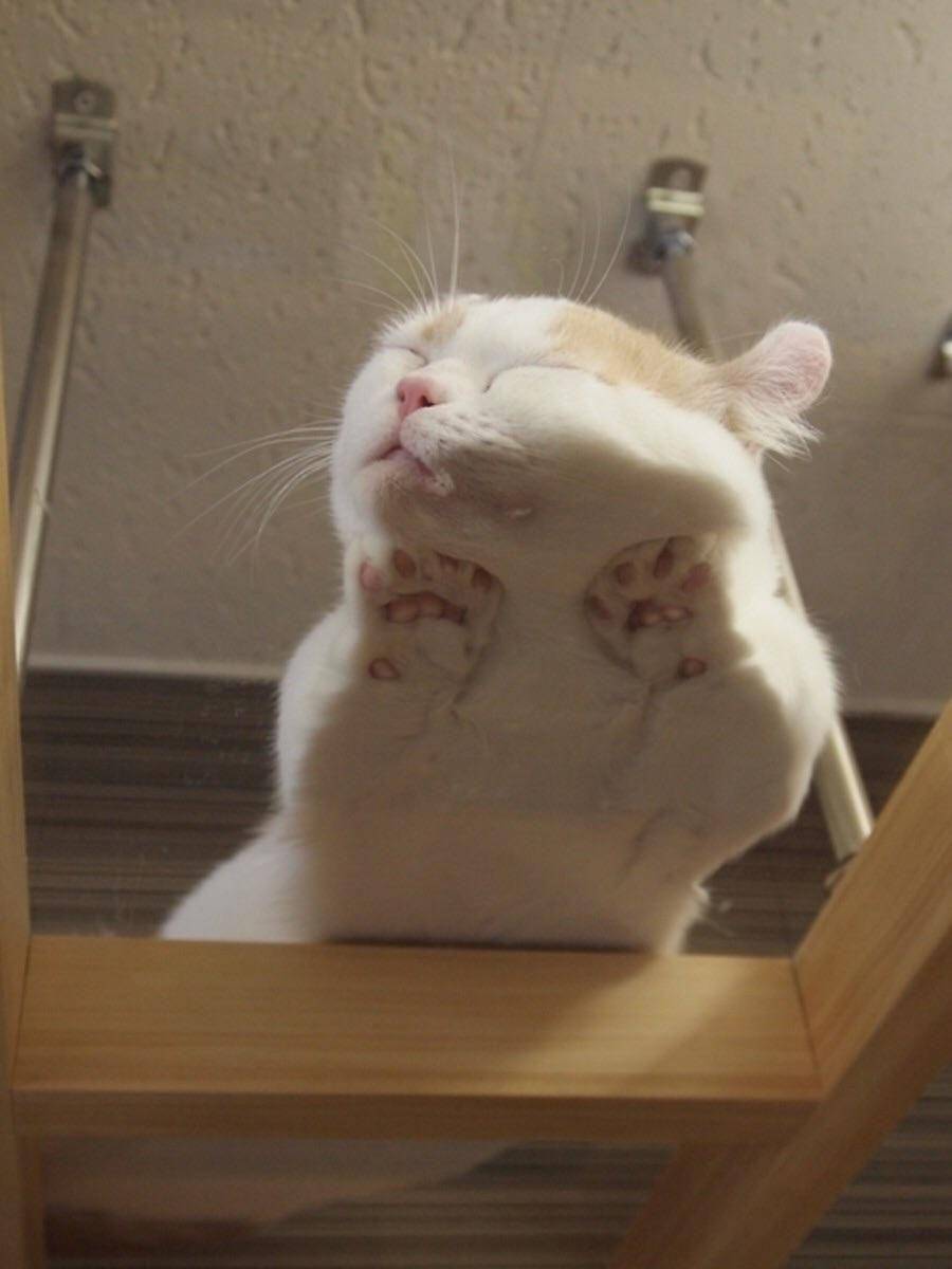 potret kucing tidur (reddit.com/user/IAmAlexE)
