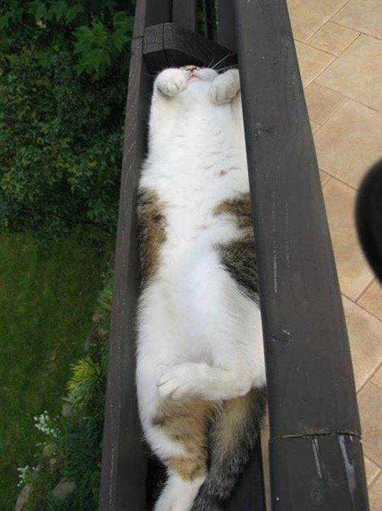 potret kucing tidur (imgur.com/user/BluntSabbath)