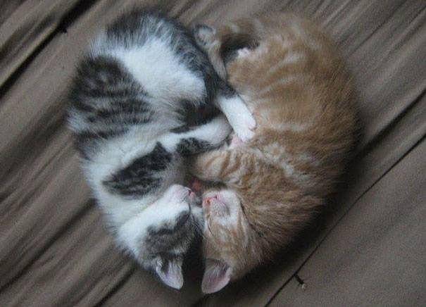 potret kucing tidur (imgur.com/user/BluntSabbath)