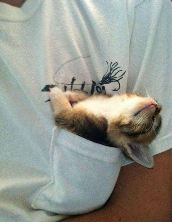 potret kucing tidur (imgur.com/user/BluntSabbath)