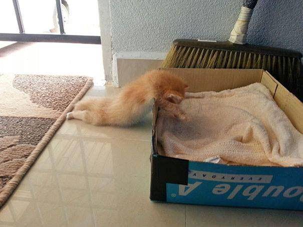 potret kucing tidur (imgur.com/user/BluntSabbath)