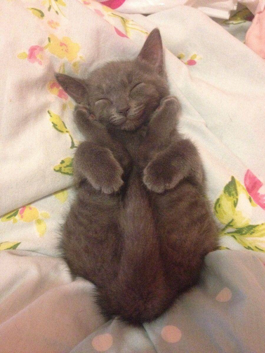 potret kucing tidur (reddit.com/user/nllp)