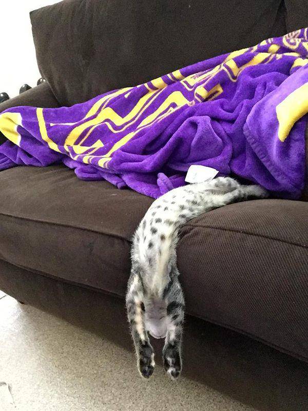 potret kucing tidur (reddit.com/user/Jakobine_Brandt)