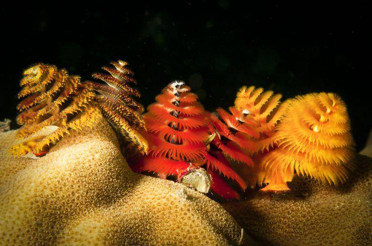 americanoceans.org
