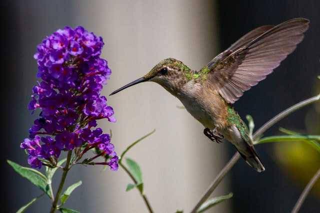 ilustrasi kolibri dan butterfly bush (unsplash.com/Joshua J)