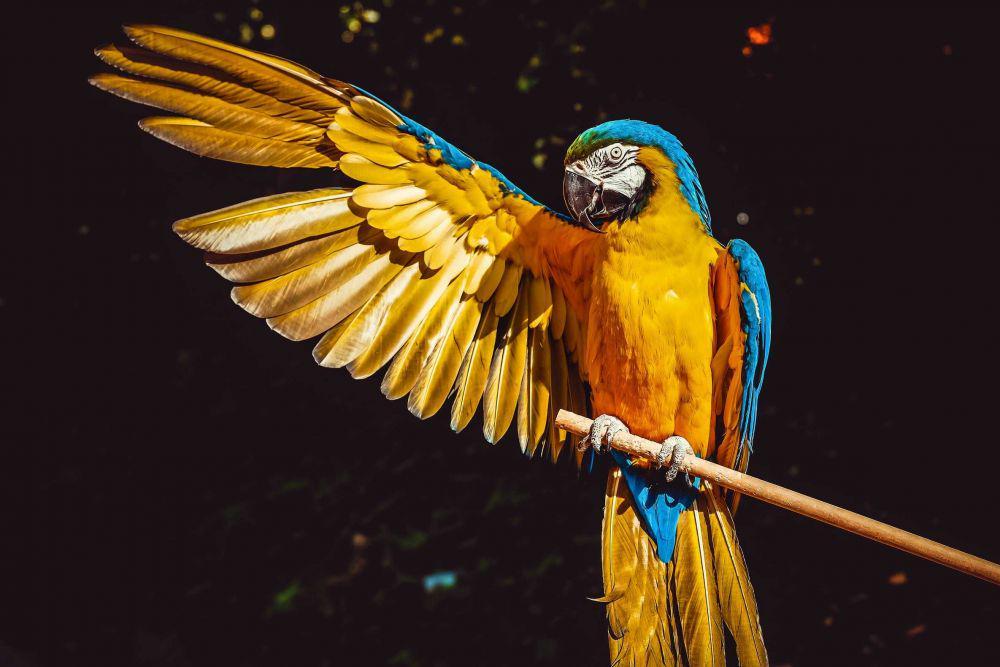 burung beo