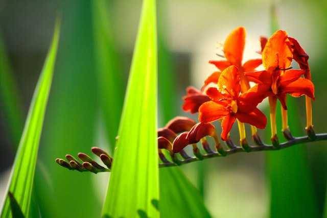 ilustrasi crocosmia 'lucifer' (unsplash.com/Ember Navarro)