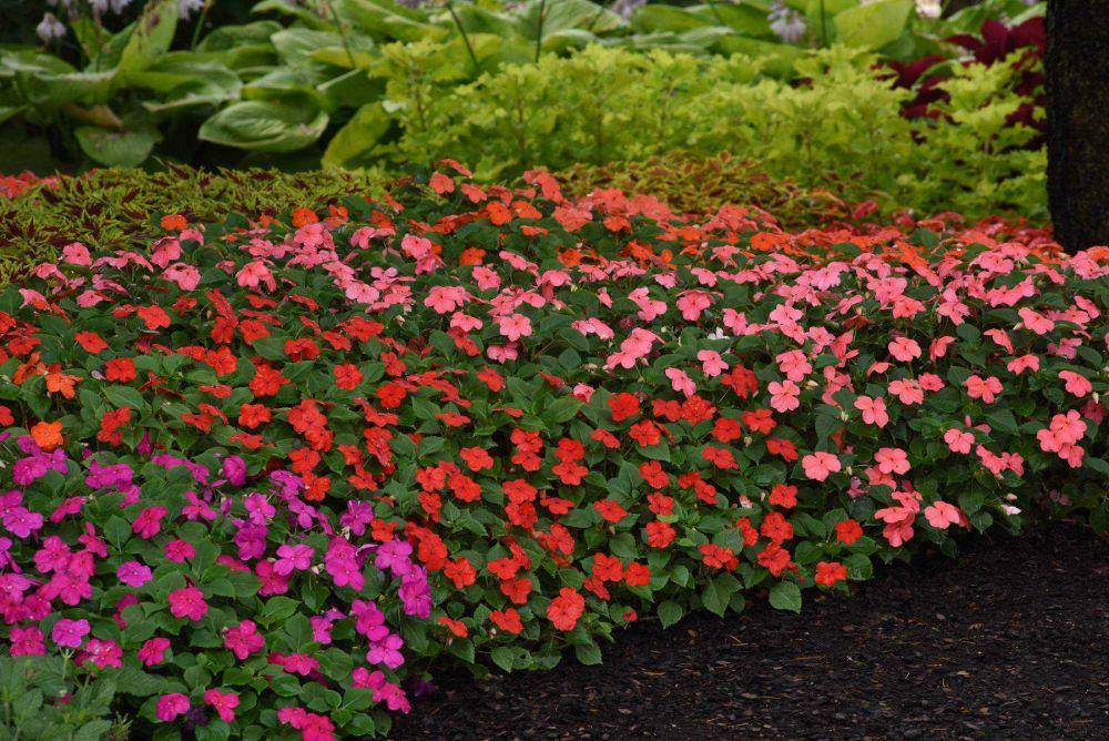 ilustrasi impatiens (detroitnews.com/PanAmerican Seed)