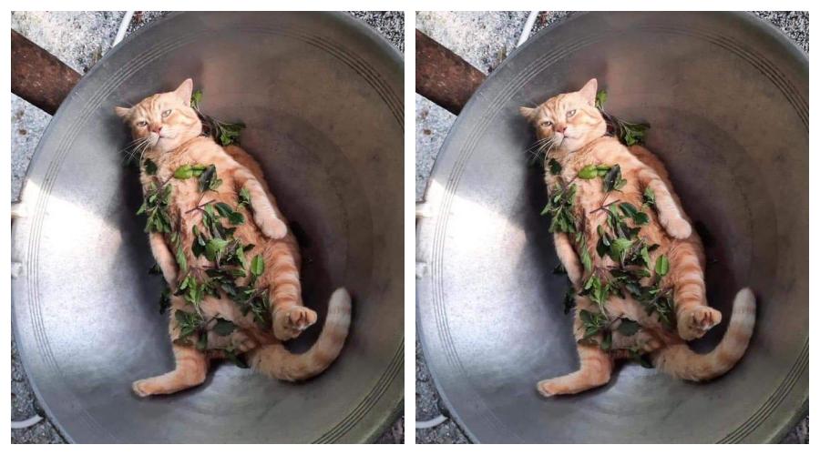 10 Potret Gemas Kucing Ngerecokin Babunya Masak