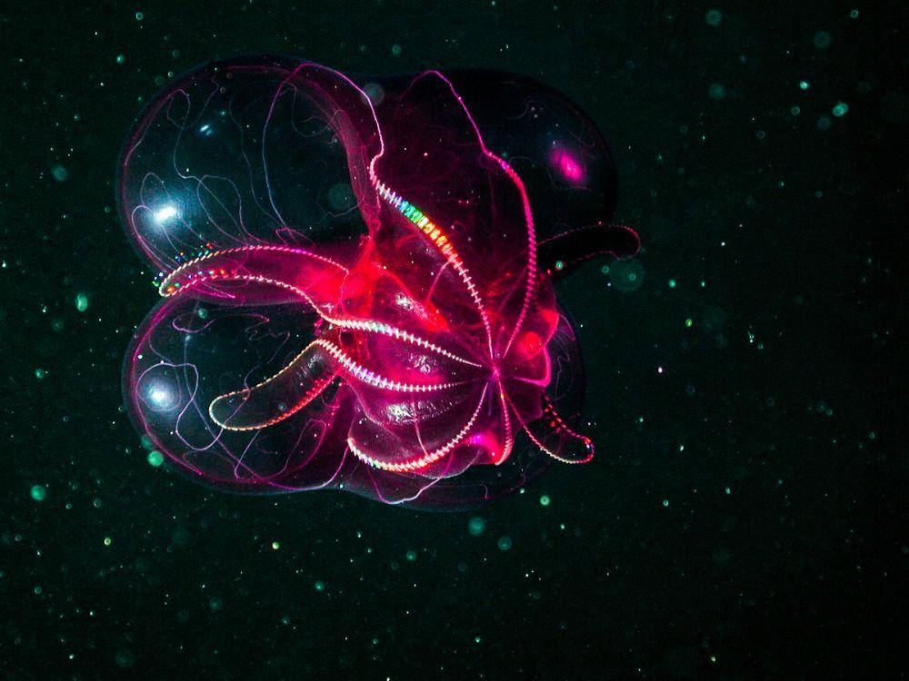 mbari.org