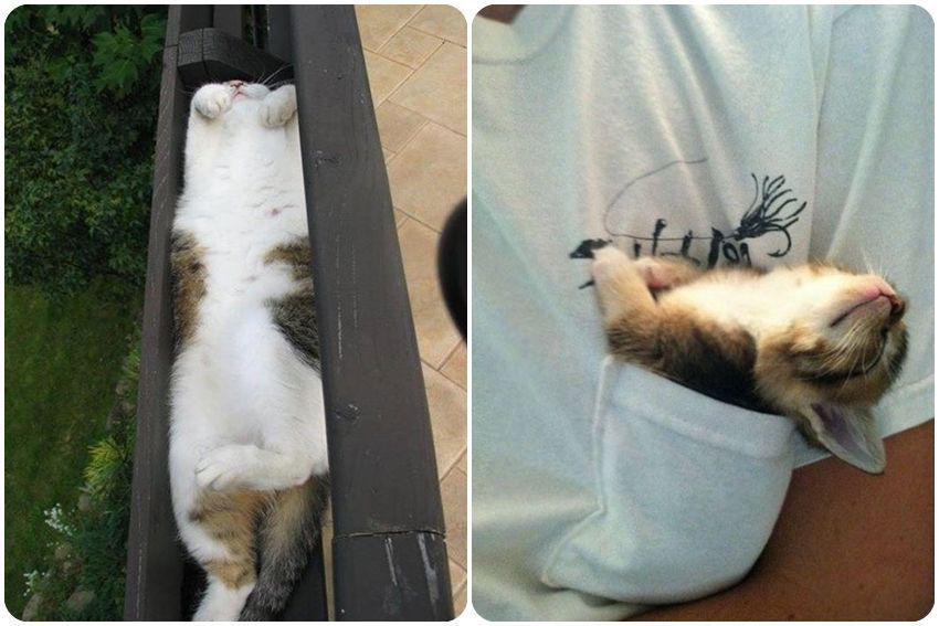 10 Potret Kucing Tidur yang Bikin Mood Naik, Lucu-lucu Banget!